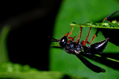 Anterhynchium rufipes