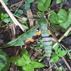 Euchloron megaera