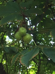 Aesculus hippocastanum