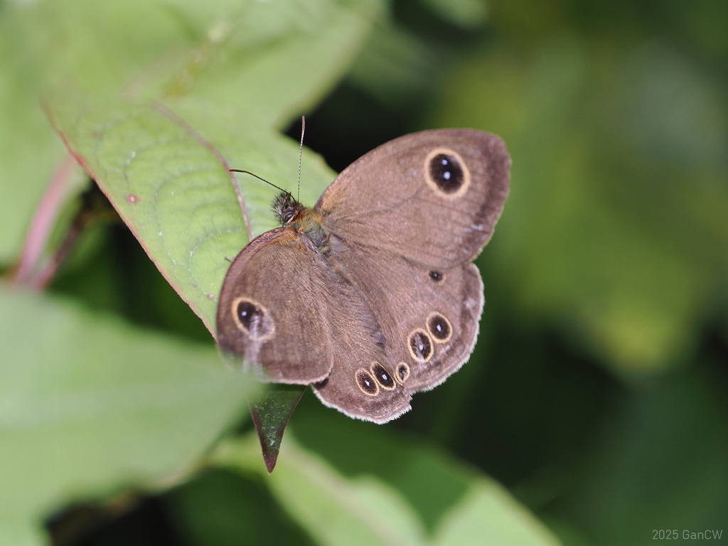 Ypthima angustipennis