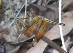 Neurothemis manadensis