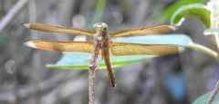 Neurothemis manadensis