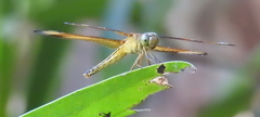 Neurothemis manadensis