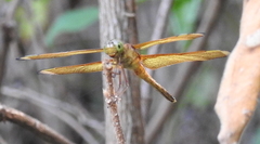 Neurothemis manadensis