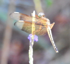 Neurothemis manadensis