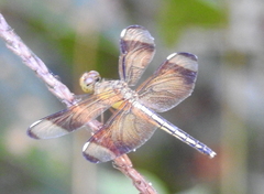 Neurothemis manadensis