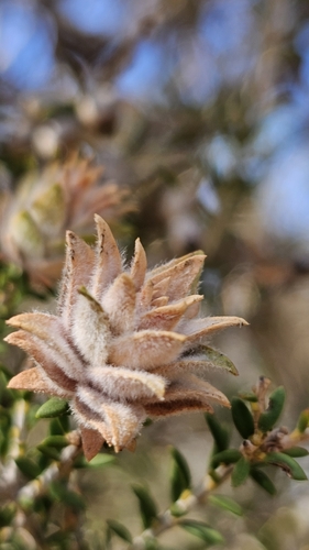 Image of Melaleuca lanceolata by (c) Rosalie Lawrence, some rights reserved (CC BY)