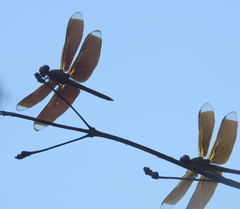 Neurothemis manadensis