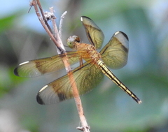 Neurothemis manadensis