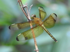 Neurothemis manadensis