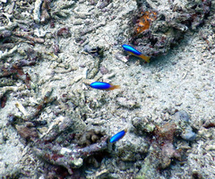 Pomacentrus auriventris