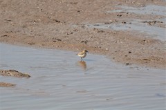 Charadrius marginatus