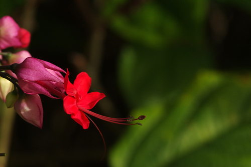 Clerodendrum × speciosum
