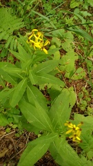 Senecio propinquus