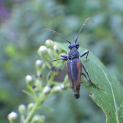 Brachyleptura brevis
