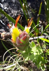 Mimetes palustris