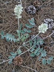 Hedysarum candidum