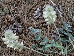 Hedysarum candidum