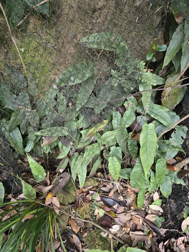 Thelypteris simplex iNat (1)