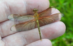 Neurothemis manadensis