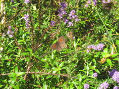 Cassionympha cassius