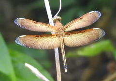 Neurothemis manadensis