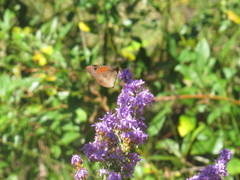 Cassionympha cassius