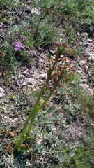 Anacamptis morio caucasica