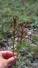 Anacamptis morio caucasica