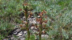 Anacamptis morio caucasica
