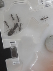 Camponotus barbaricus