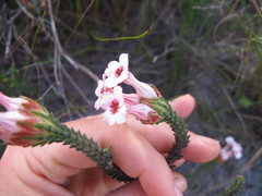 Erica ampullacea