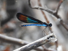 Rhinocypha monochroa