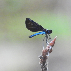 Rhinocypha monochroa