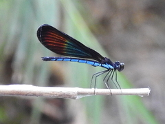 Rhinocypha monochroa
