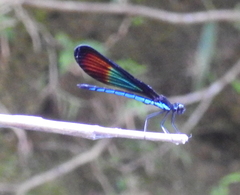 Rhinocypha monochroa