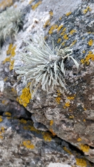 Ramalina cuspidata