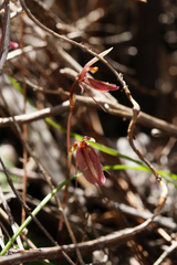 Cyrtostylis reniformis
