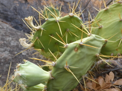 Opuntia stricta