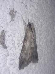 Melipotis acontioides