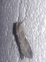 Melipotis acontioides