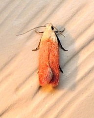 Anacampsis fullonella