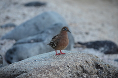 Zenaida galapagoensis