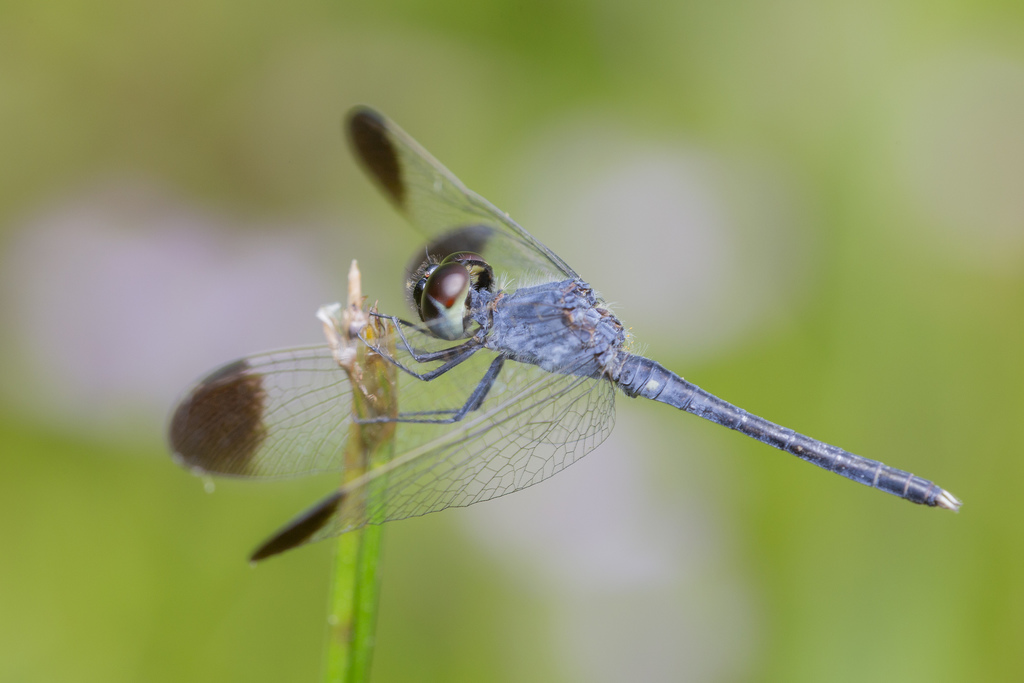 Charcoal-winged Percher
