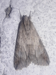 Melipotis acontioides