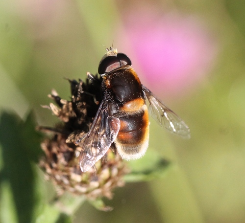 Furry Dronefly