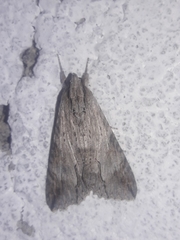 Melipotis acontioides