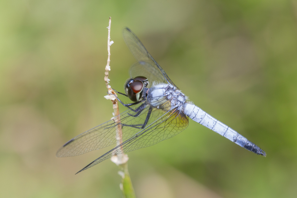 Pond Adjutant
