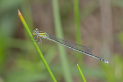 Pseudagrion australasiae