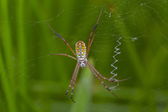 Argiope catenulata